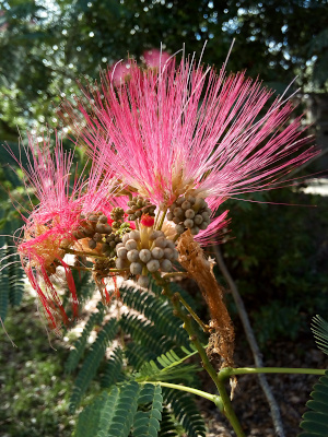 [Long, spiky pink bristles extend upward from small green globes. There are several grouping of green globes on the branches. Some have short stubs of bristles which are green at the based and red at the top. These are only about a tenth of the length of the fully open blooms. There are two sets of fully open blooms, but one has most of its bristles wilting downward rather than spiking upward.]
